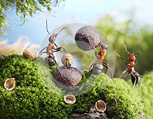 Ants crack nuts with stone, hands off!