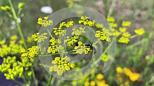 Ants crawl on patrinia, collect pollen.