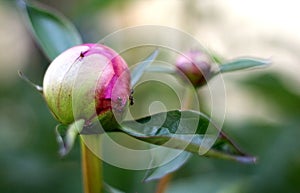 Ants crawling on a peony bud in the spring.