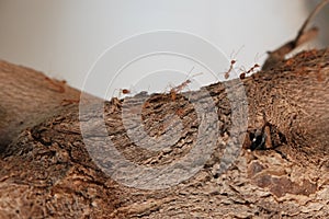 Ants crawling on the tree