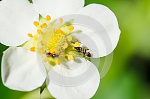 Ants crawling on a white flower