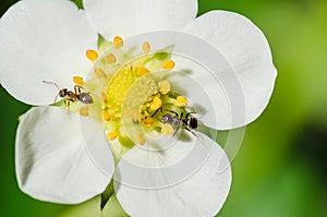Ants crawling on a white flower