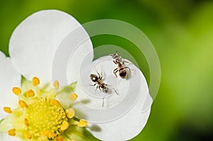 Ants crawling on a white strawberry flower