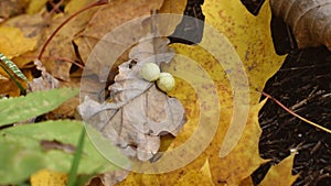 Ants crawling on yellow leaf