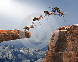 Teamwork, Teams, Team Work, Ants photo