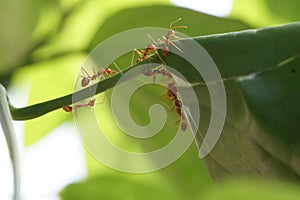 Ants creating nest by on Laurel Clockvine leaves
