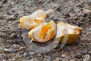 Ants creep over the remains of food after people, nature absorbs