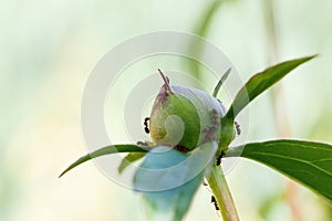Ants creep over the young bud of the peony