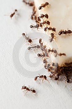 Ants eating