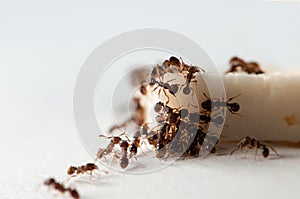Ants eating