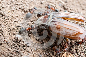 Ants eating a beetle