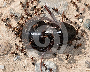 Ants eating beetleon a brown background