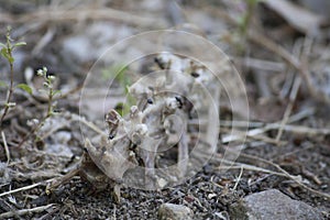 Ants eating from a bone