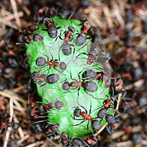 Ants eating candy