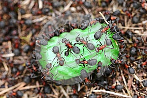 Ants eating candy