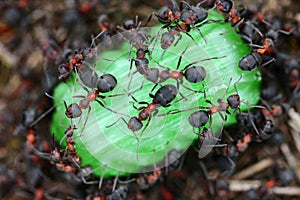 Ants eating candy