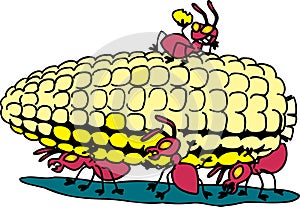 Ants eating corn