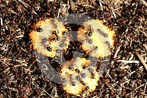 Ants eating crackers
