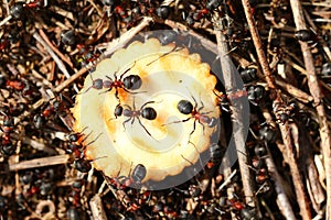 Ants eating crackers