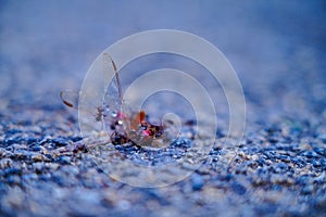 Ants eating the dead body of a dragon fly on the tarred road