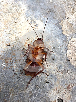 Ants eating dead cockroach.