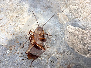 Ants eating dead cockroach.