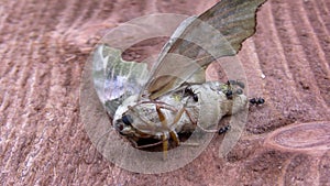 Ants eating dead moth closeup