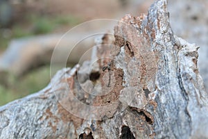 Ants eating log