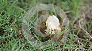 Ants eating mushroom