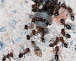 ants eating small black insects