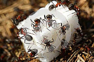 Hormigas comer azúcar 