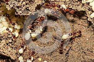 Mravenci vejce 