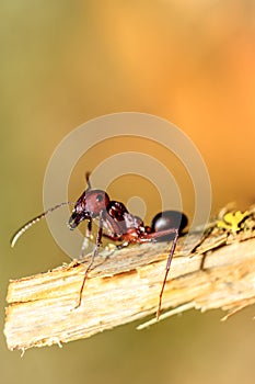 Ants are eusocial insects of the family Formicidae