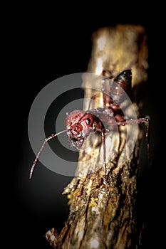 Ants are eusocial insects of the family Formicidae