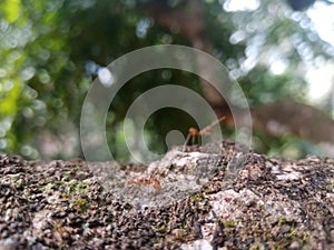 How ants behave in a tree. photo