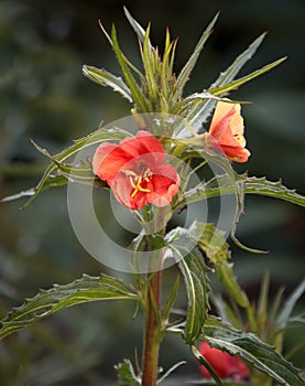 Ants Exploring Oenothera Versicolor Flower