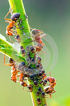 ants family