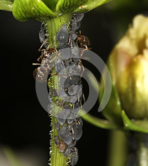 Ants farming Aphids on Cosmos flower stem.