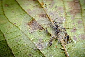 Ants Farming Aphids Leaf