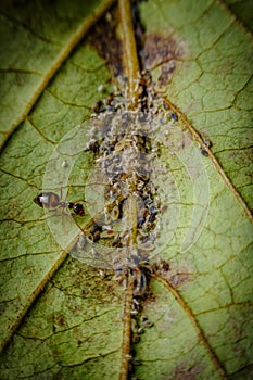 Ants Farming Aphids Leaf