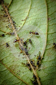 Ants Farming Aphids Leaf