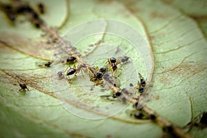 Ants Farming Aphids Leaf