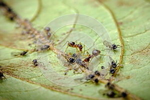 Ants Farming Aphids Leaf