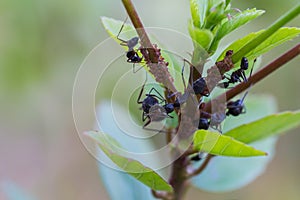 Ants feeding on aphids