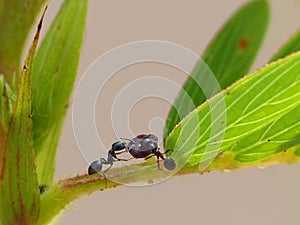 Ants Feeding On Plant Growth