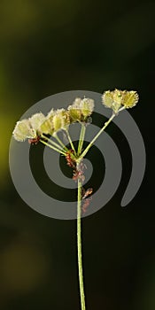 Ants and feeding plant louse