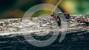 Ants on a fence, Macro photo, Ameland wadden island Holland the Netherlands
