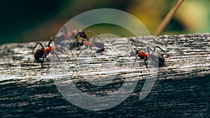 Ants on a fence, Macro photo, Ameland wadden island Holland the Netherlands