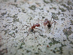 Ants Fighting