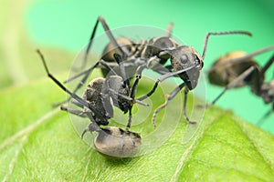 Ants fighting